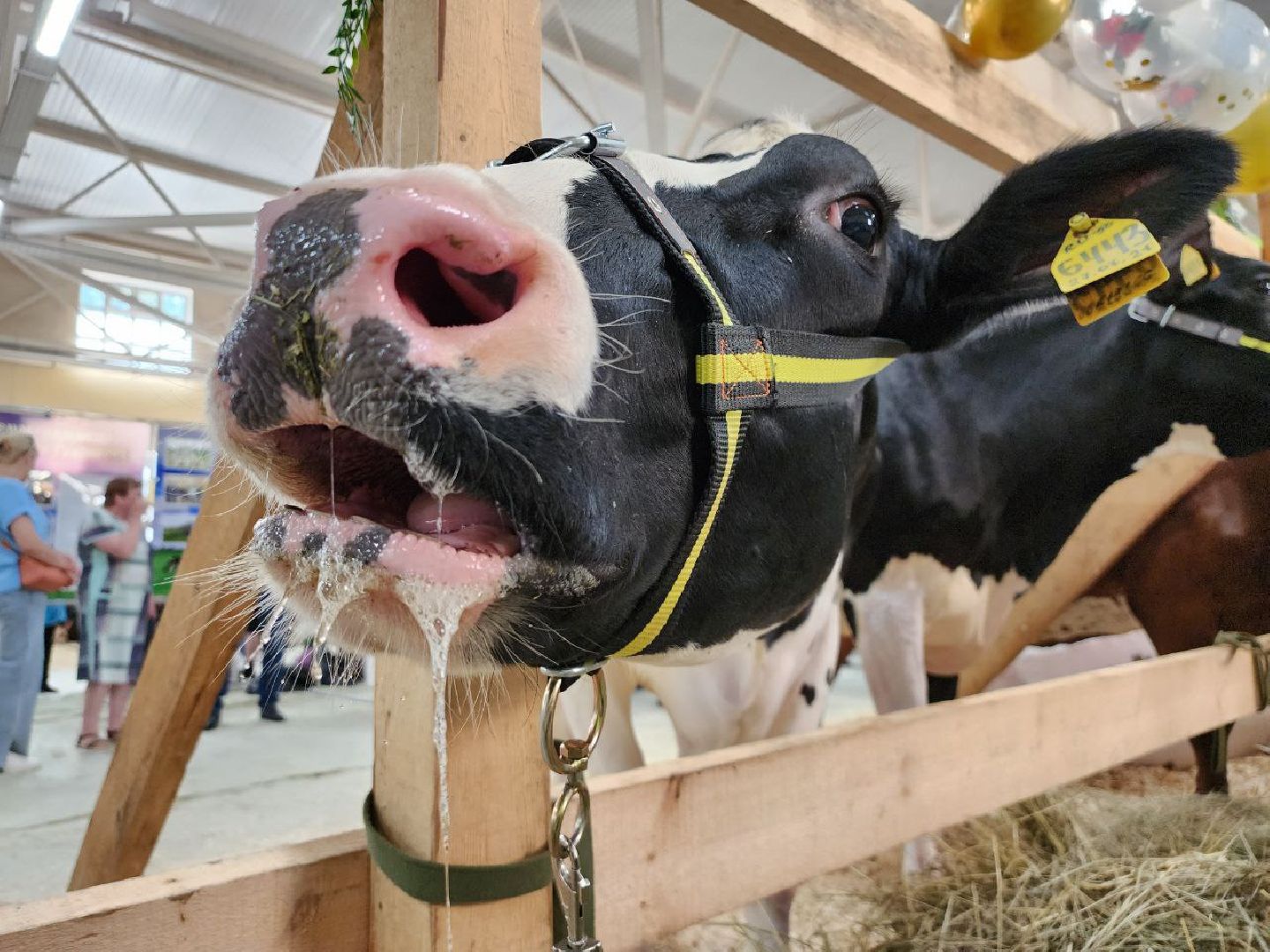 Племенные животные, сельское хозяйство, КСК Виват Россия, Деревня Орлово, Ленинский городской округ, Звезды Подмосковья - 2024,