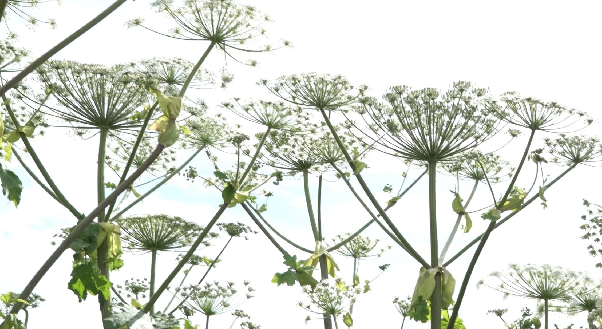 борщевик Сосновского, борьба с борщевиком, Домодедово, экология,