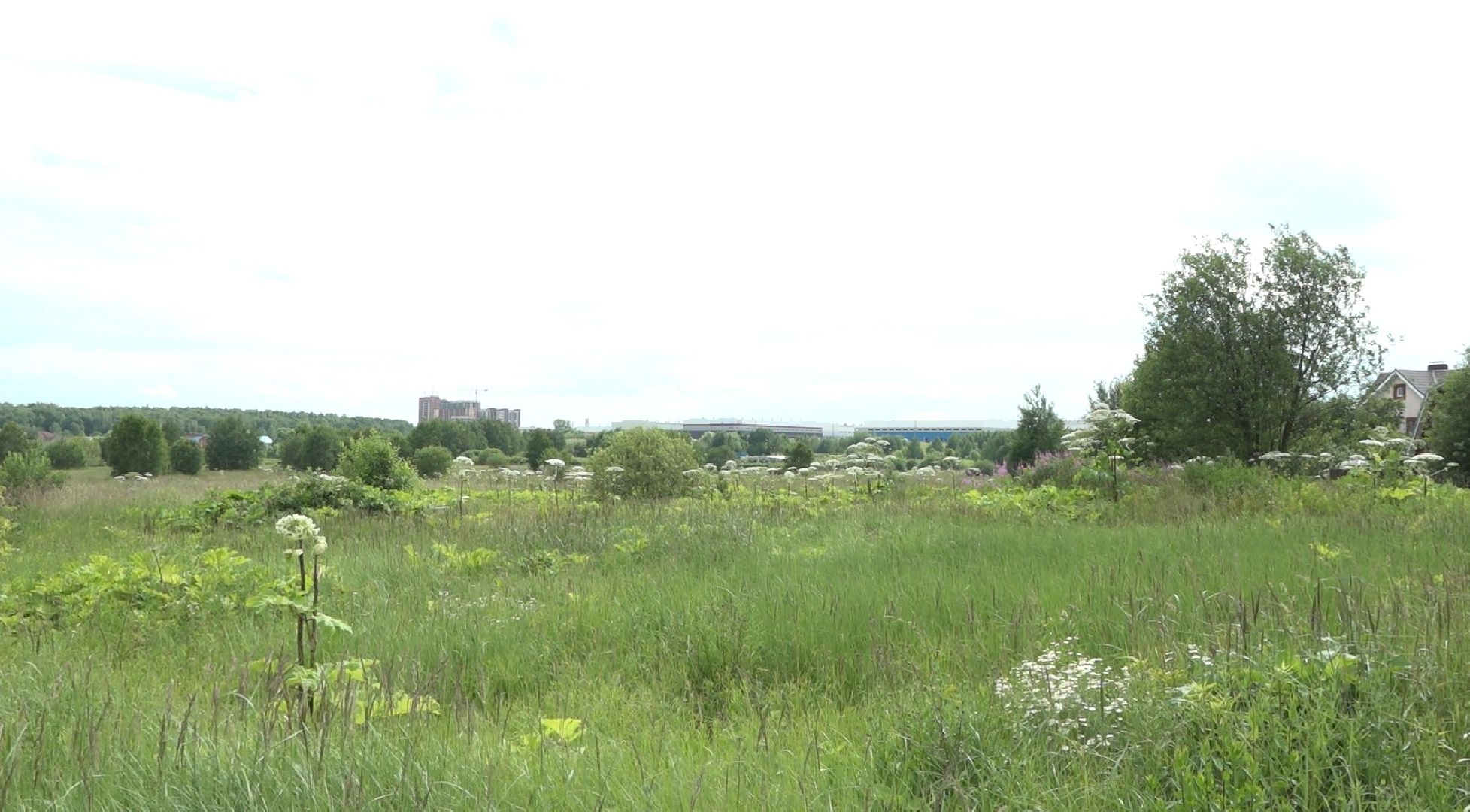 борщевик Сосновского, борьба с борщевиком, Домодедово, экология,