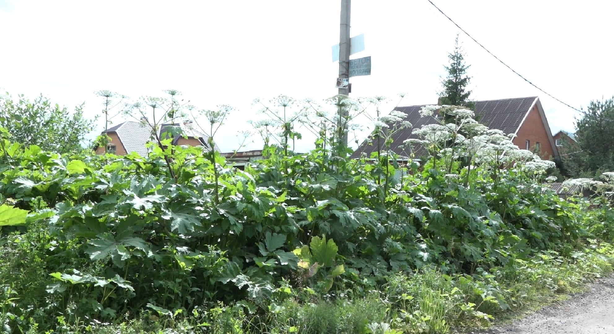 борщевик Сосновского, борьба с борщевиком, Домодедово, экология,