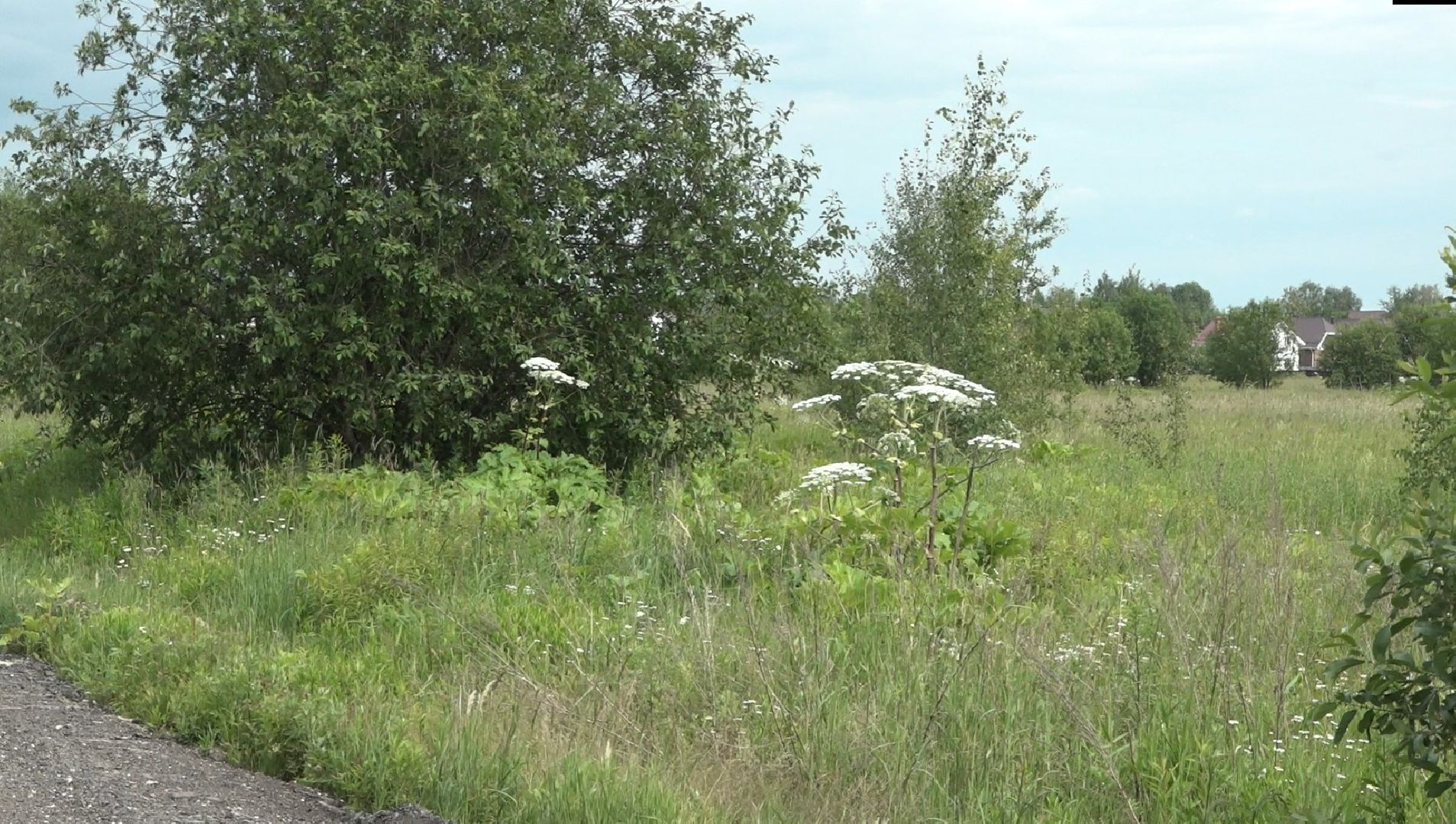 борщевик Сосновского, борьба с борщевиком, Домодедово, экология,