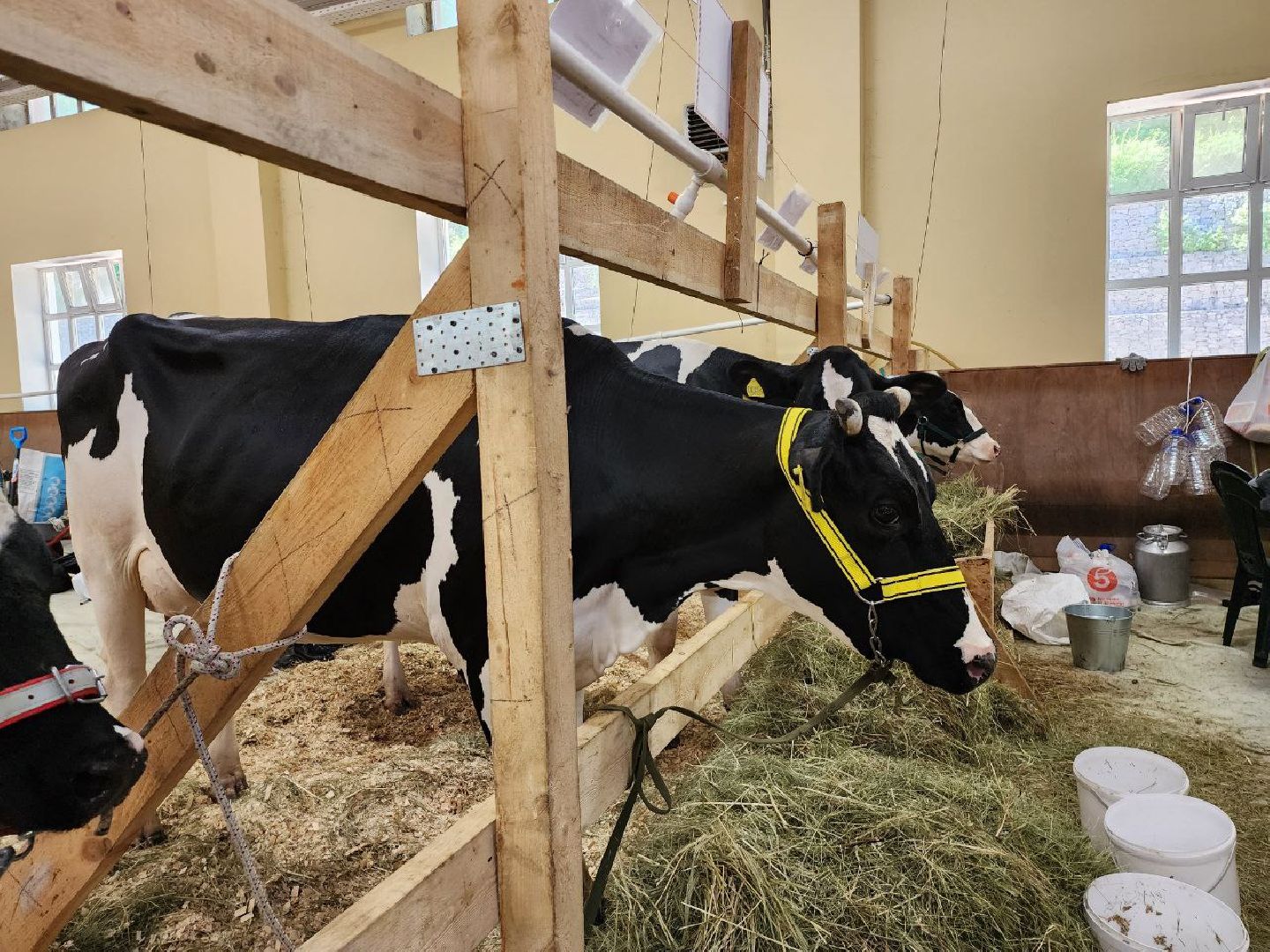 животноводство, агропромышленные комплексы, звезды подмосковья - 2024, Сельское хозяйство, племенное хозяйство, коровы, ленинский городской округ,