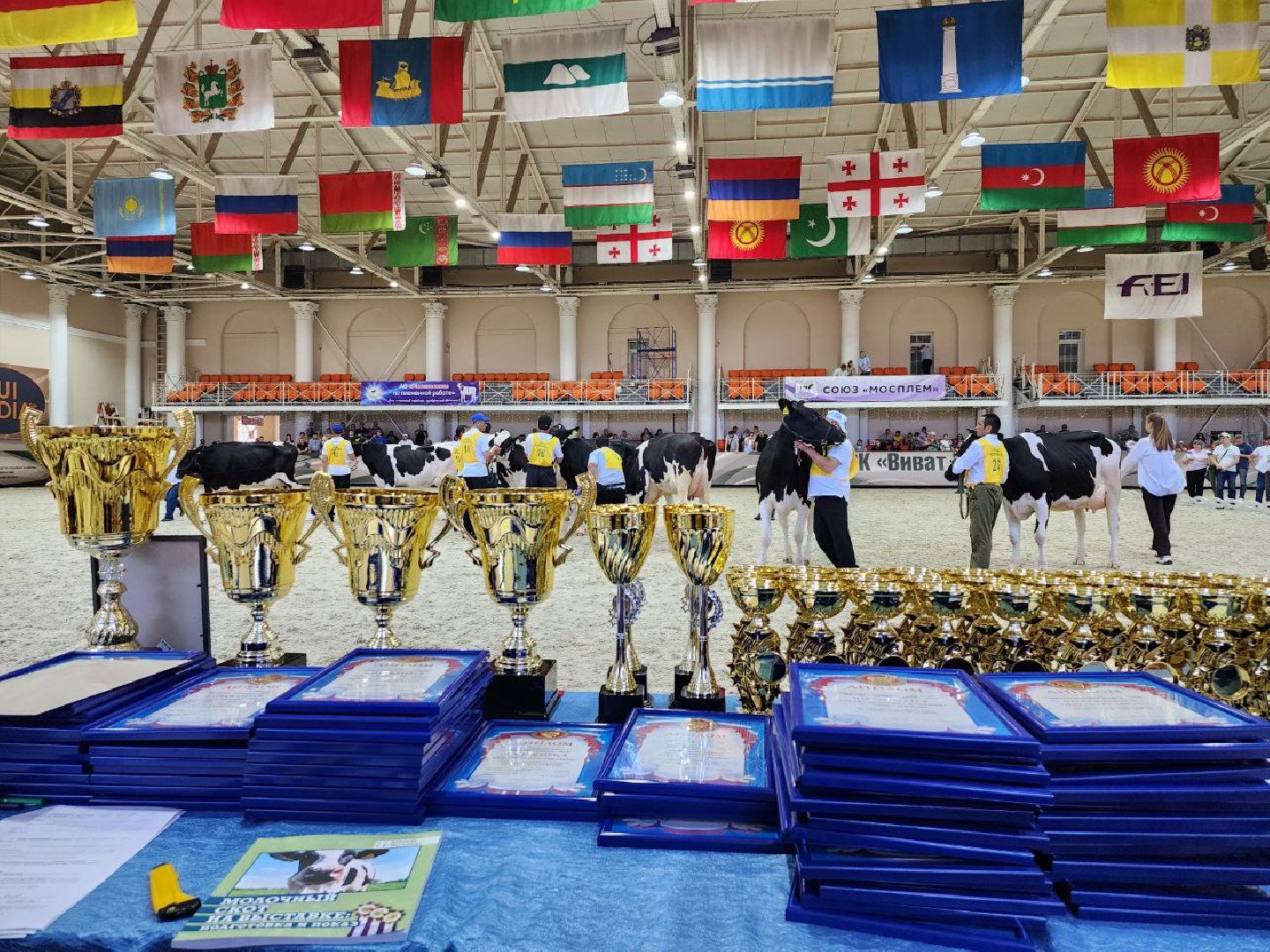 животноводство, агропромышленные комплексы, звезды подмосковья - 2024, Сельское хозяйство, племенное хозяйство, коровы, ленинский городской округ,