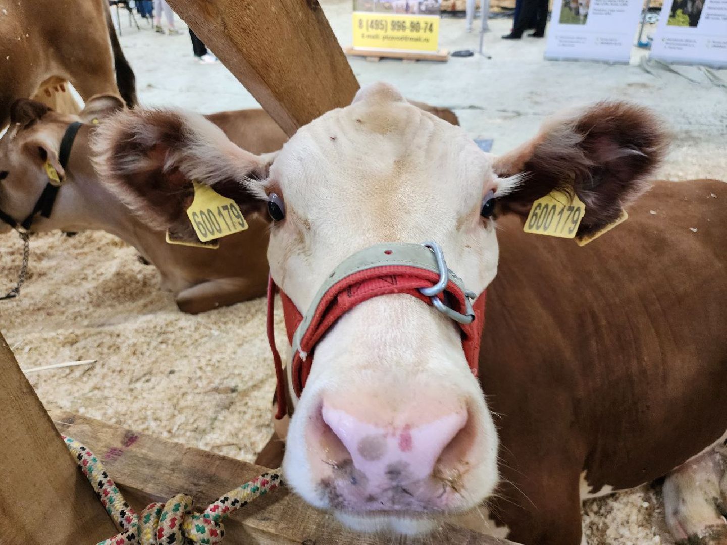животноводство, агропромышленные комплексы, звезды подмосковья - 2024, Сельское хозяйство, племенное хозяйство, коровы, ленинский городской округ,