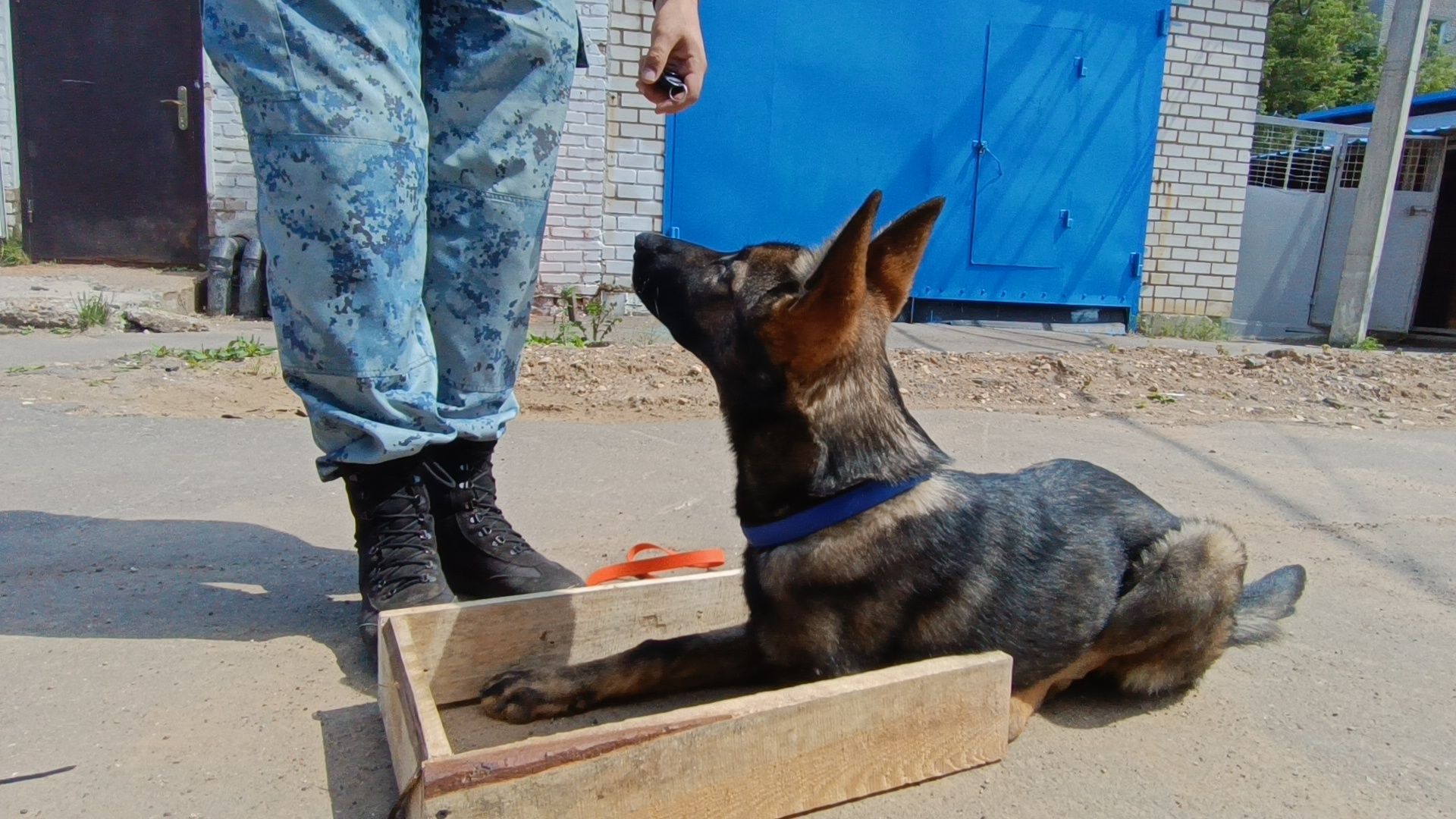 кинолог, полиция, лобня, собака,