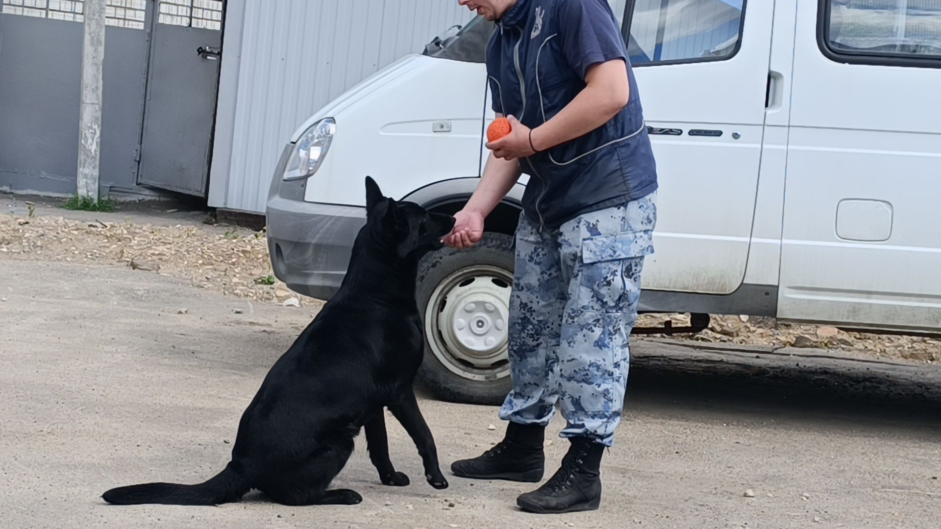 кинолог, полиция, лобня, собака,