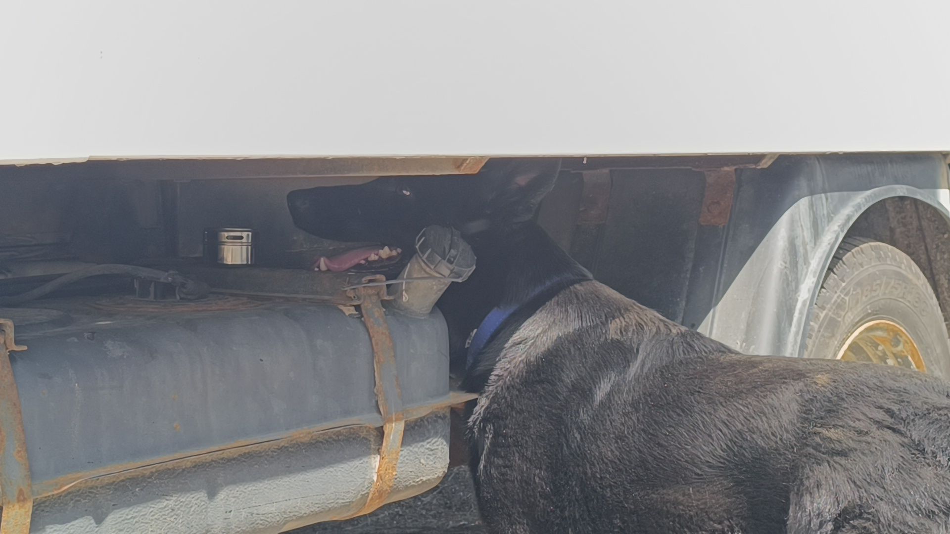 кинолог, полиция, лобня, собака,