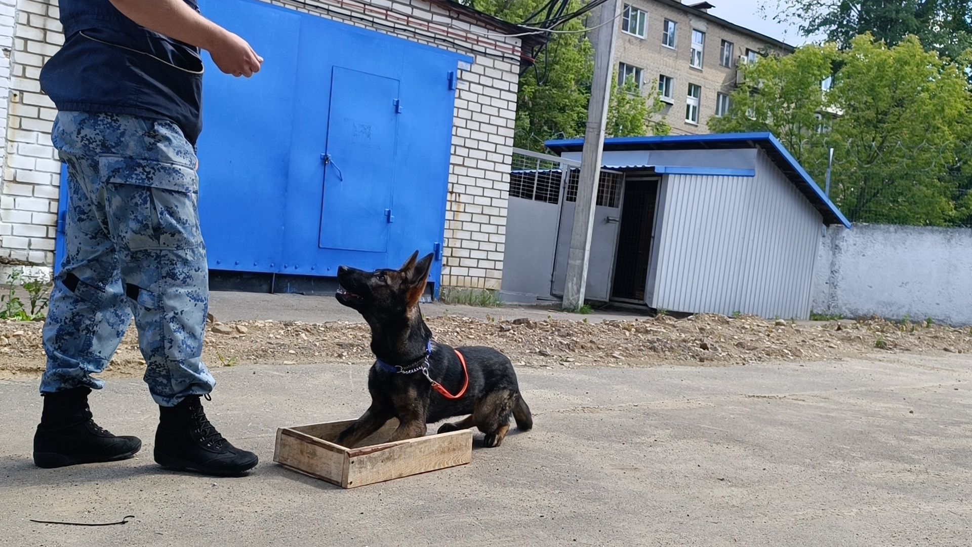 кинолог, полиция, лобня, собака,