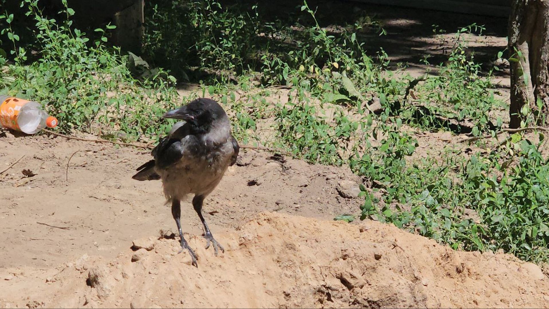 люберцы, наташинский парк, благоустойство,