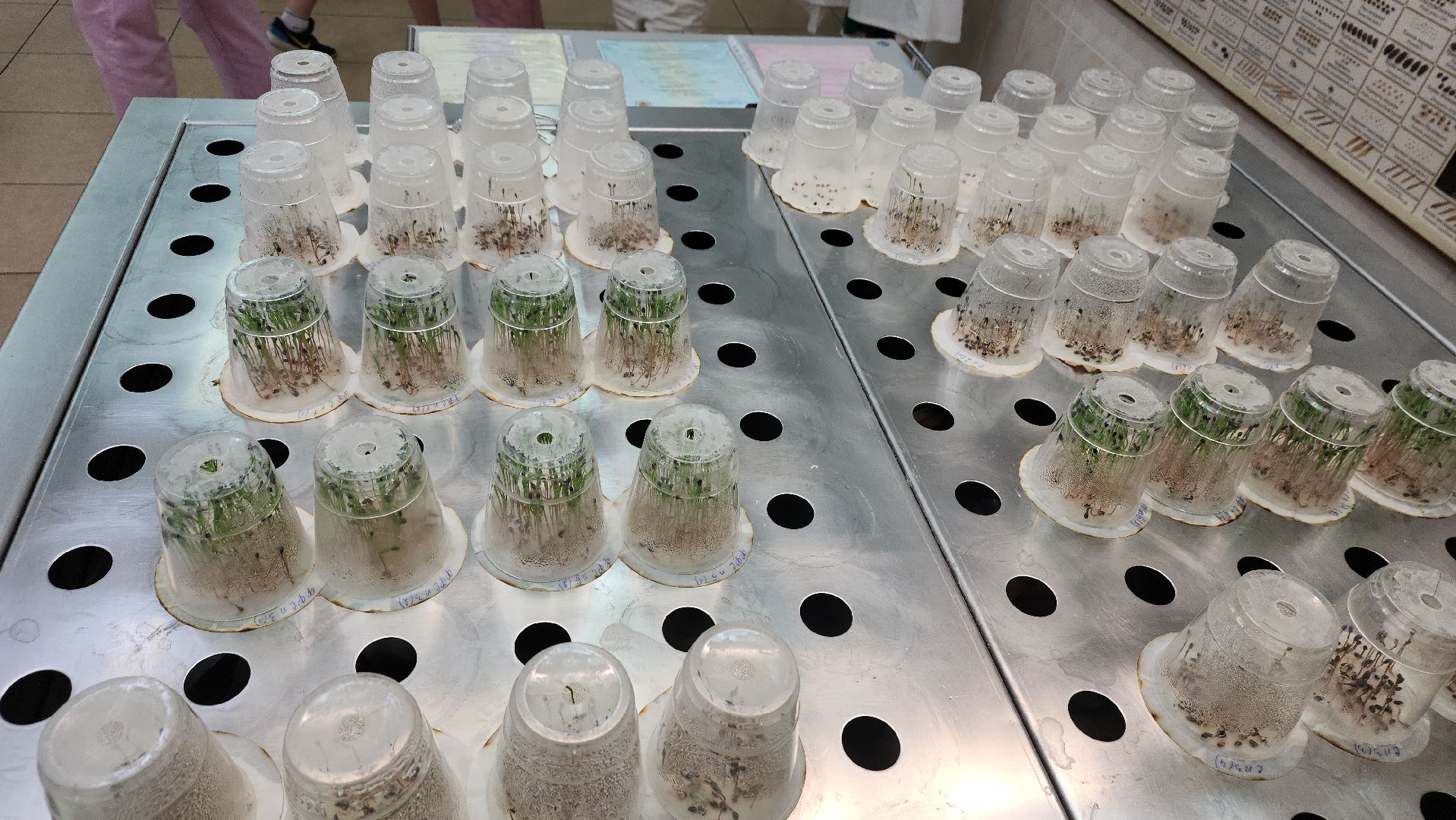 пушкино, защита природы, лес, лесная охрана, детский лагерь, школьники, экскурсия для школьников,