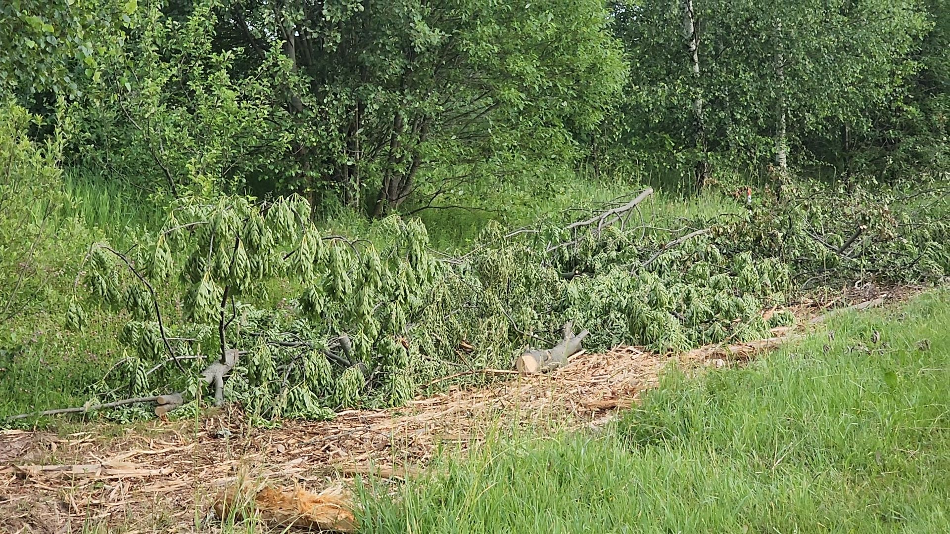 Зарайск, жкх, опил деревьев, выездная администрация,