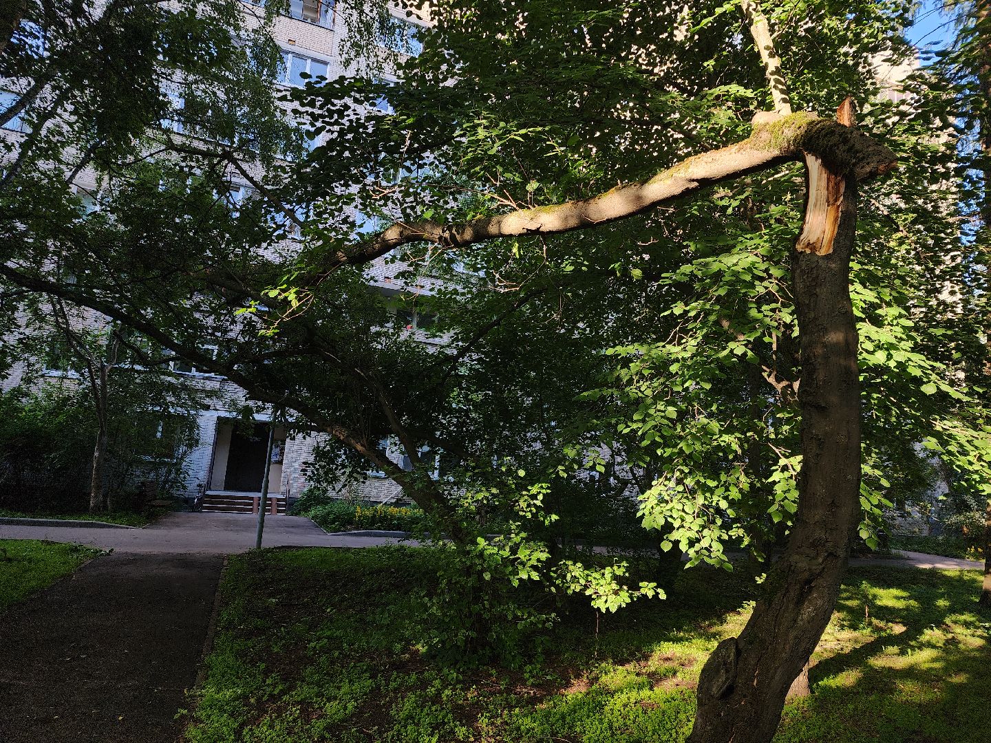 Черноголовка, Благоустройство, жкх, деревья,