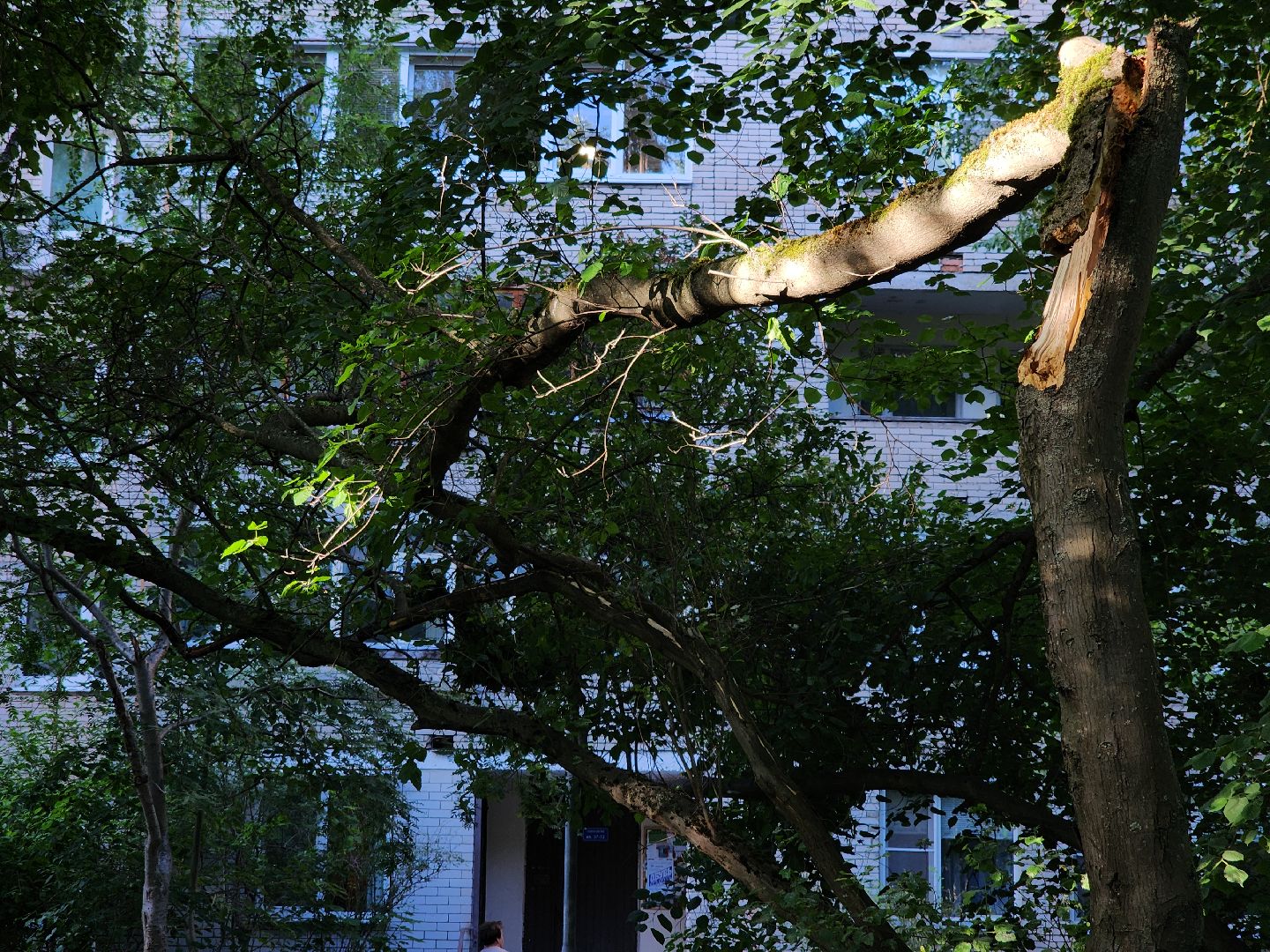 Черноголовка, Благоустройство, жкх, деревья,