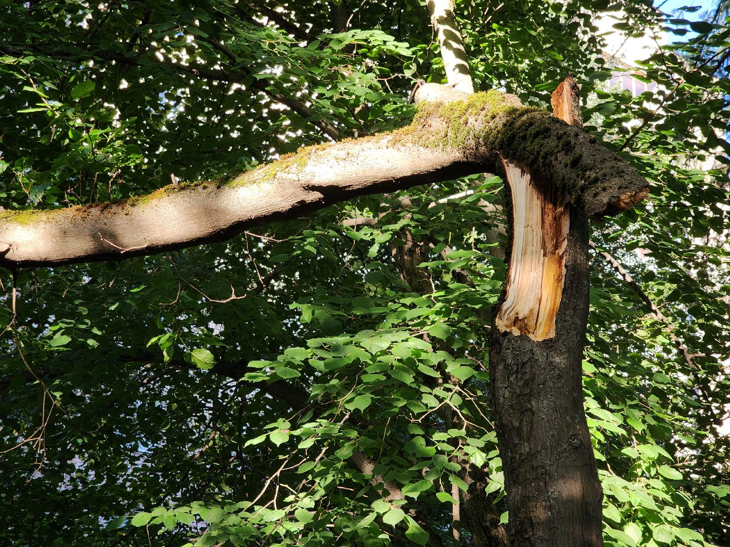 Черноголовка, Благоустройство, жкх, деревья,