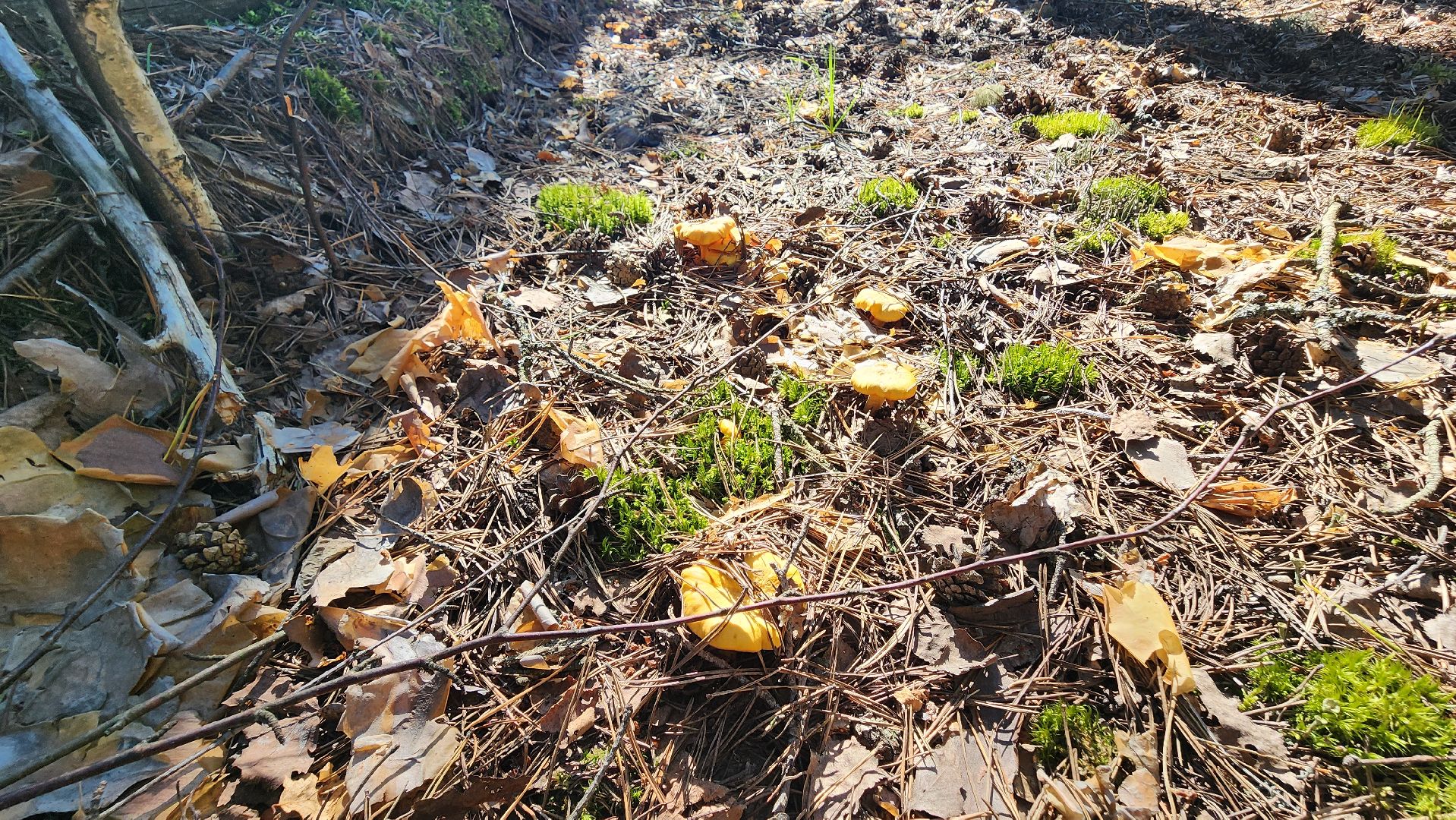 лисички, грибной сезон, Рошаль, Большая Шатура, грибы,