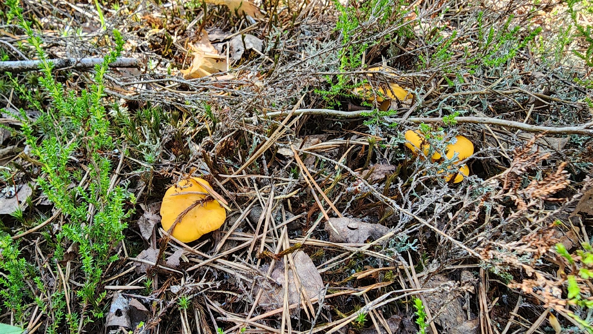 лисички, грибной сезон, Рошаль, Большая Шатура, грибы,