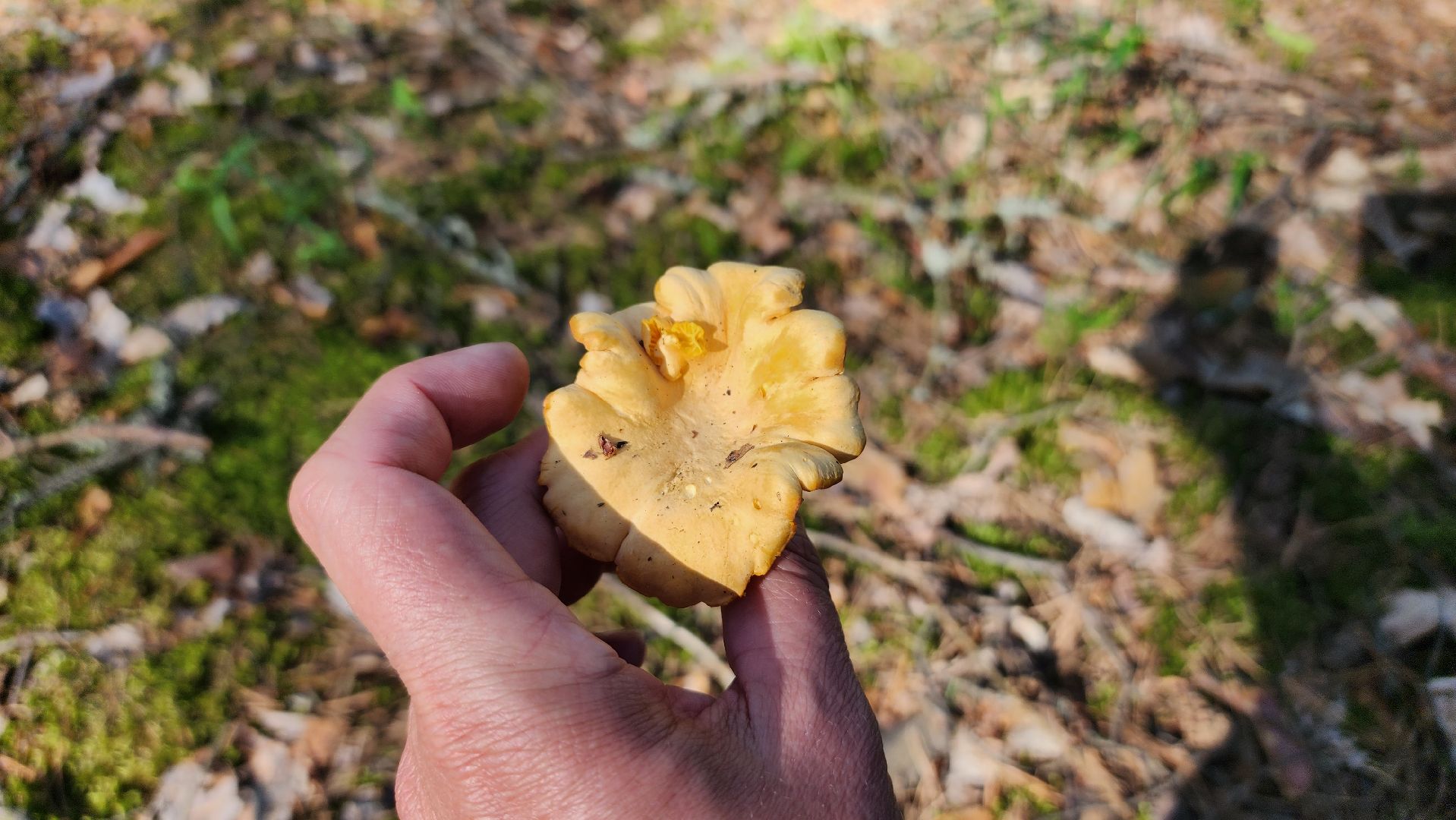 лисички, грибной сезон, Рошаль, Большая Шатура, грибы,