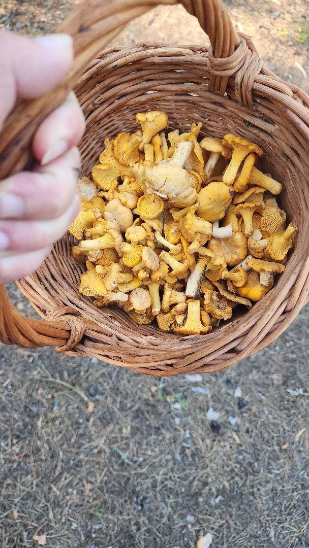 лисички, грибной сезон, Рошаль, Большая Шатура, грибы,