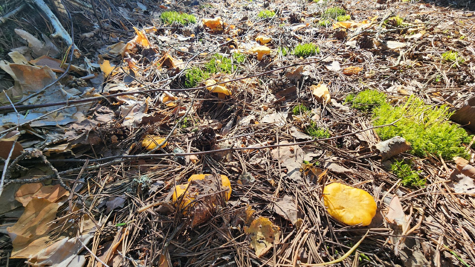 лисички, грибной сезон, Рошаль, Большая Шатура, грибы,