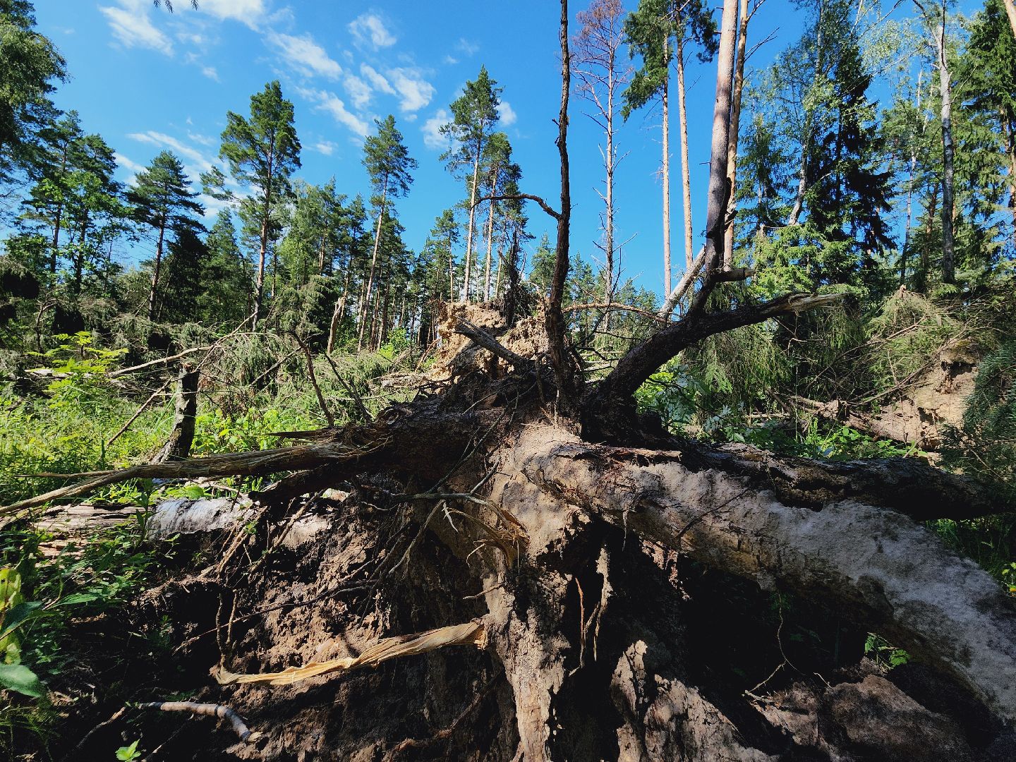 Егорьевск, Лес, егорьевское лесничество, лесники, ураган, подмосоковье, Московская область,