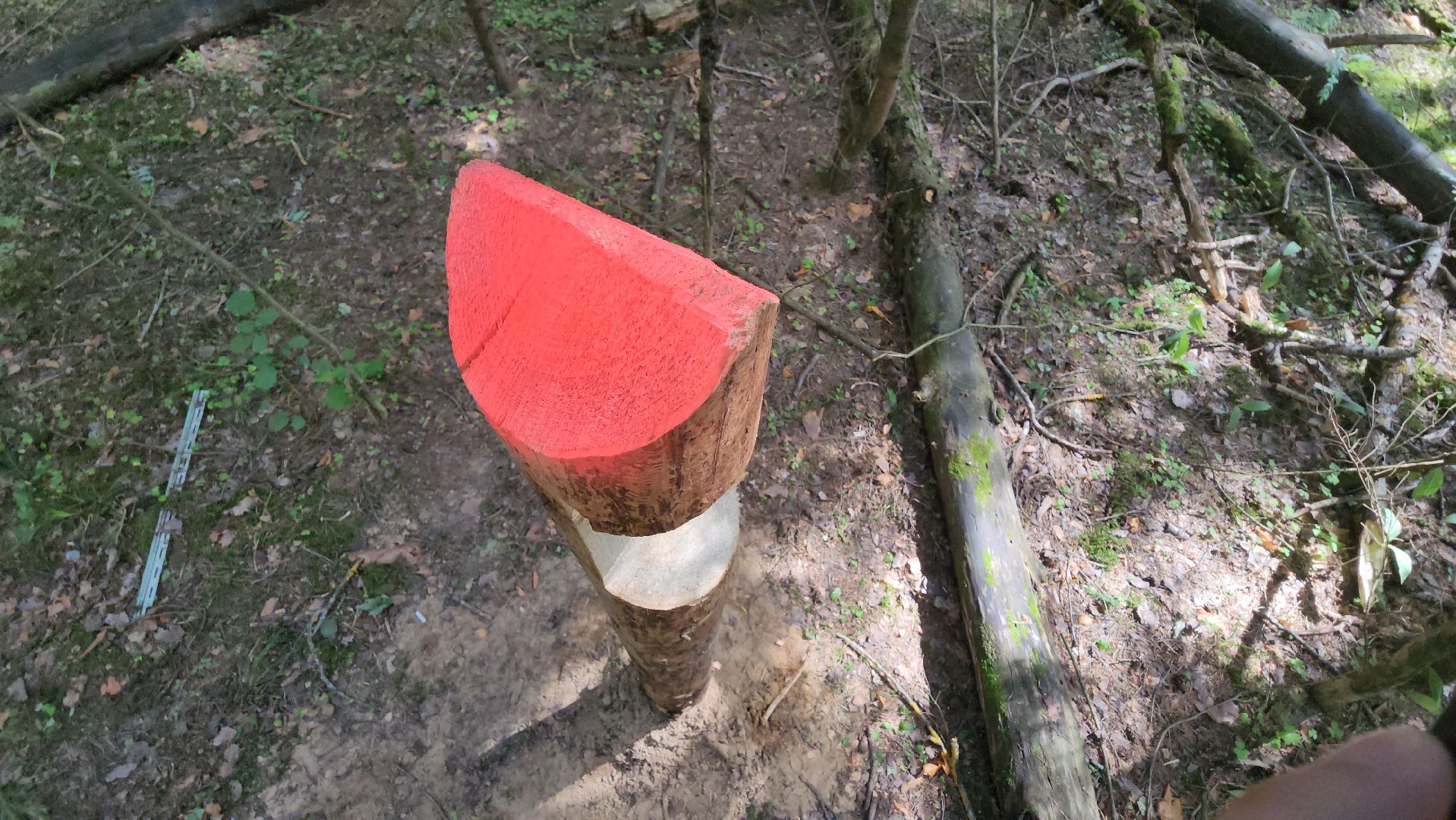 Егорьевск, Лес, егорьевское лесничество, лесники, ураган, подмосоковье, Московская область,