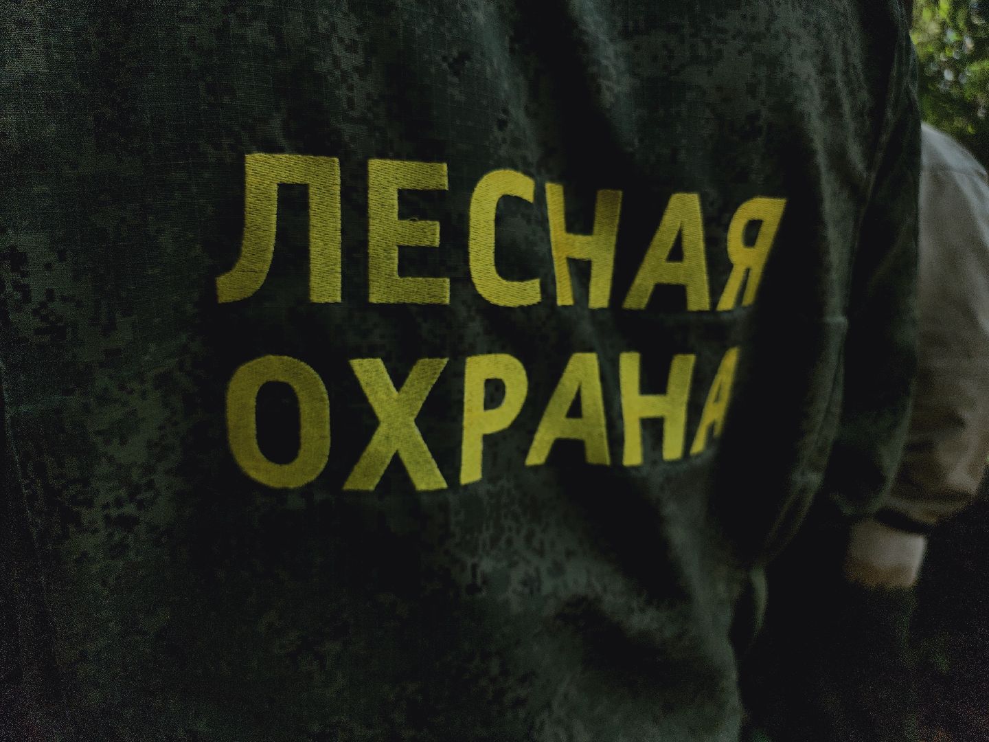 Егорьевск, Лес, егорьевское лесничество, лесники, ураган, подмосоковье, Московская область,