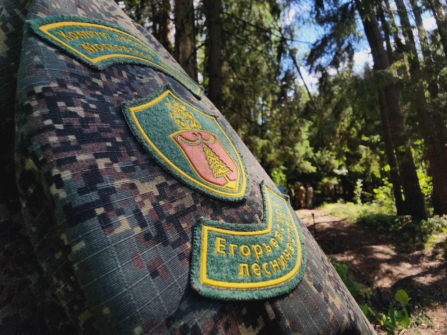 Егорьевск, Лес, егорьевское лесничество, лесники, ураган, подмосоковье, Московская область,