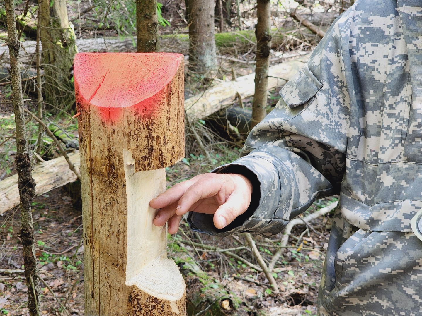 Егорьевск, Лес, егорьевское лесничество, лесники, ураган, подмосоковье, Московская область,