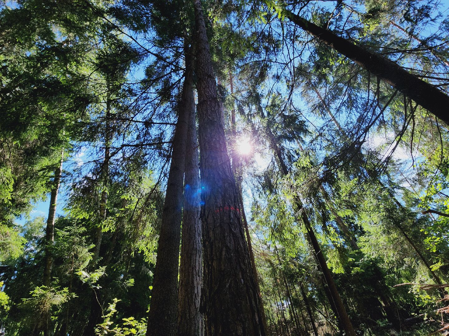 Егорьевск, Лес, егорьевское лесничество, лесники, ураган, подмосоковье, Московская область,
