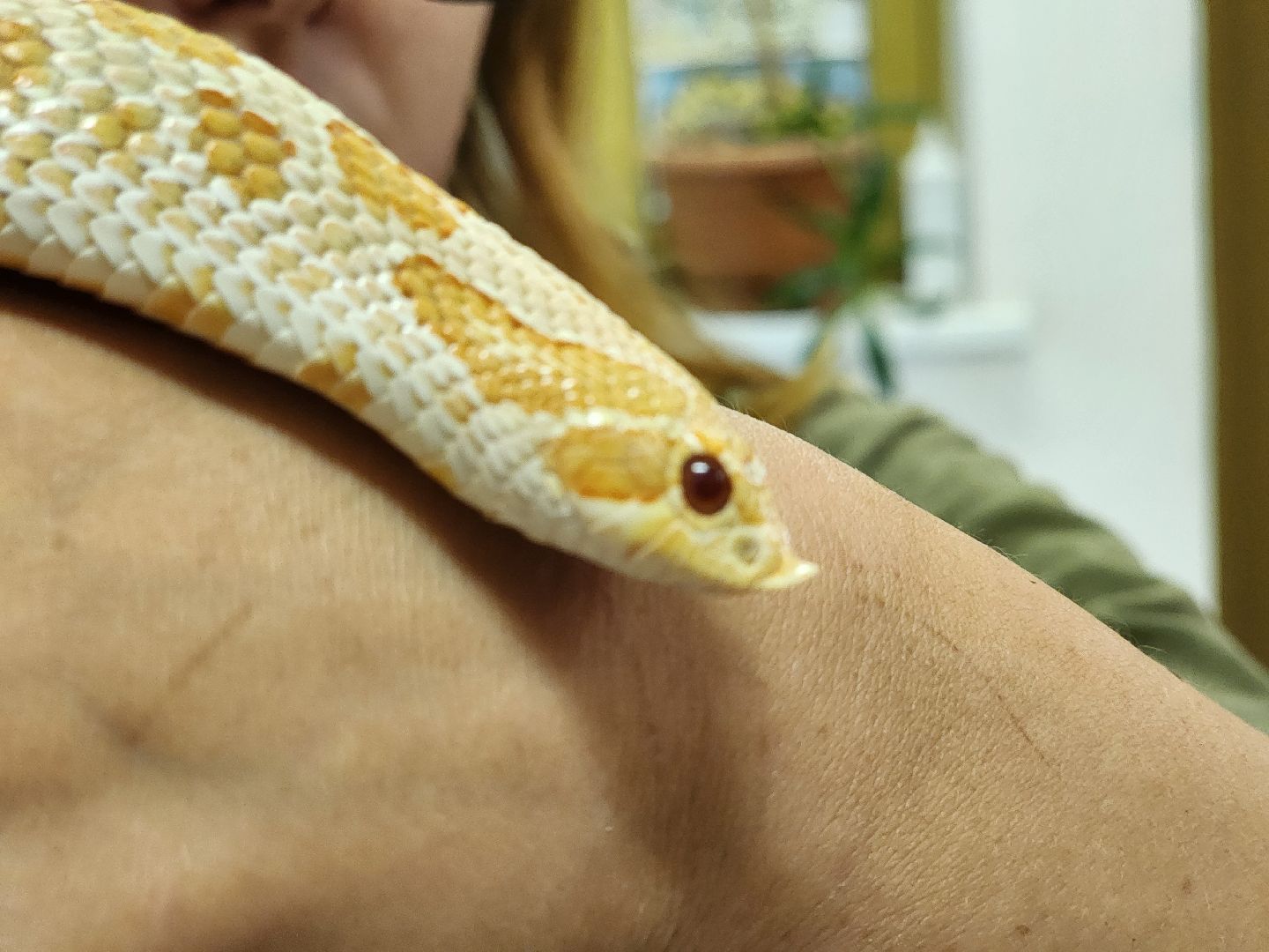 волоколамск, Редкие виды животных, Сычево, животные, зоопарк,