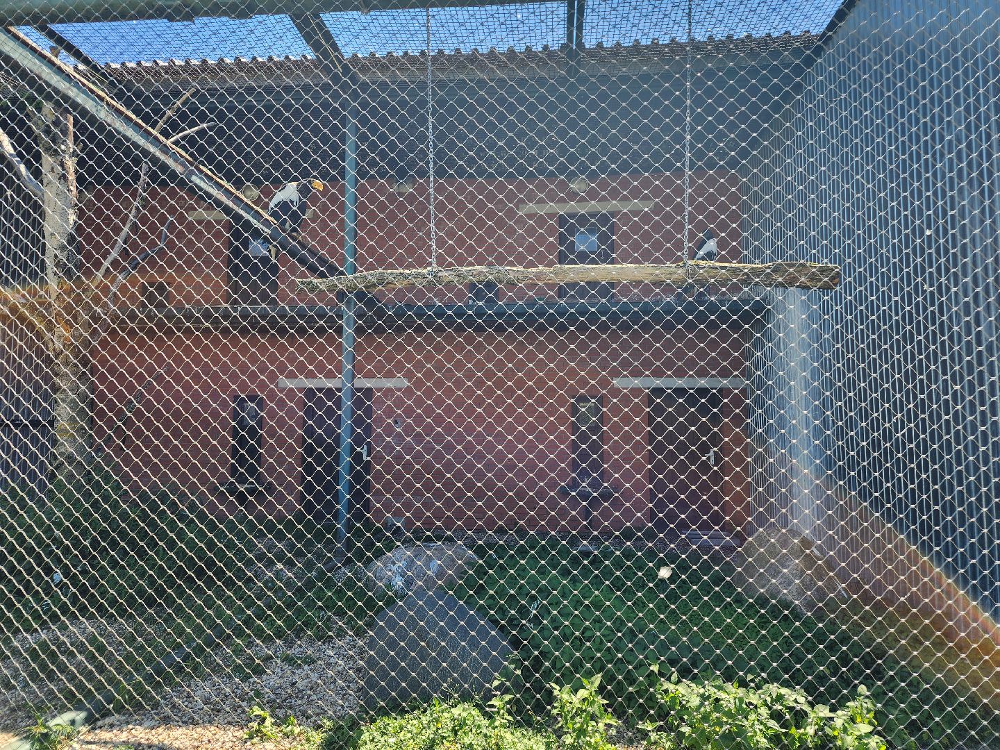 волоколамск, Редкие виды животных, Сычево, животные, зоопарк,