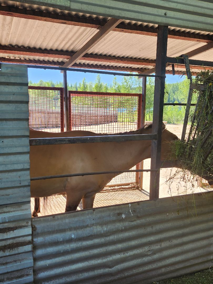 волоколамск, Редкие виды животных, Сычево, животные, зоопарк,