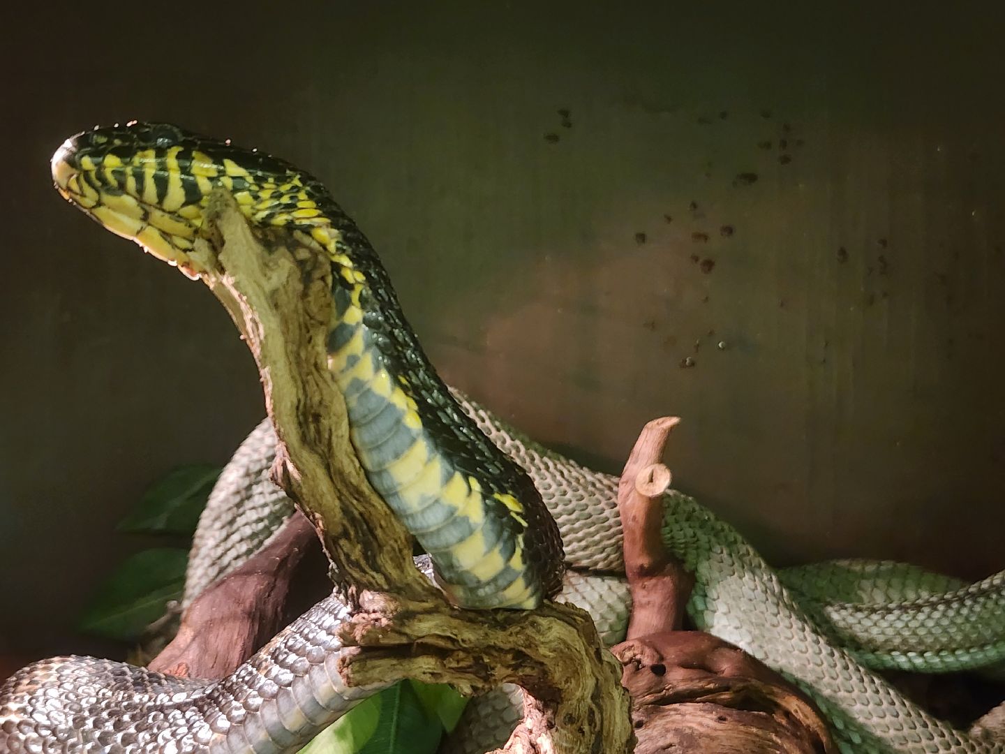 волоколамск, Редкие виды животных, Сычево, животные, зоопарк,