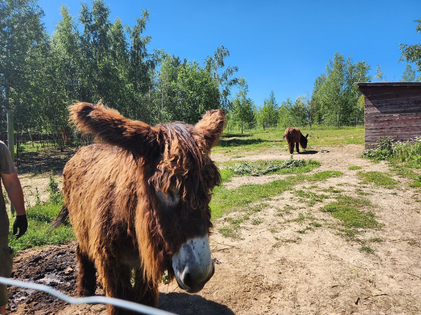 волоколамск, Редкие виды животных, Сычево, животные, зоопарк,