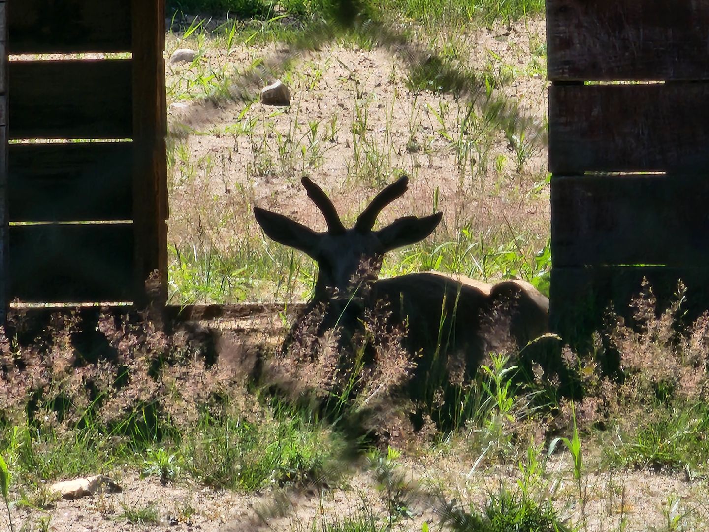 волоколамск, Редкие виды животных, Сычево, животные, зоопарк,