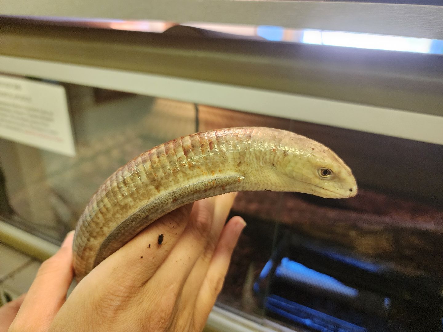 волоколамск, Редкие виды животных, Сычево, животные, зоопарк,