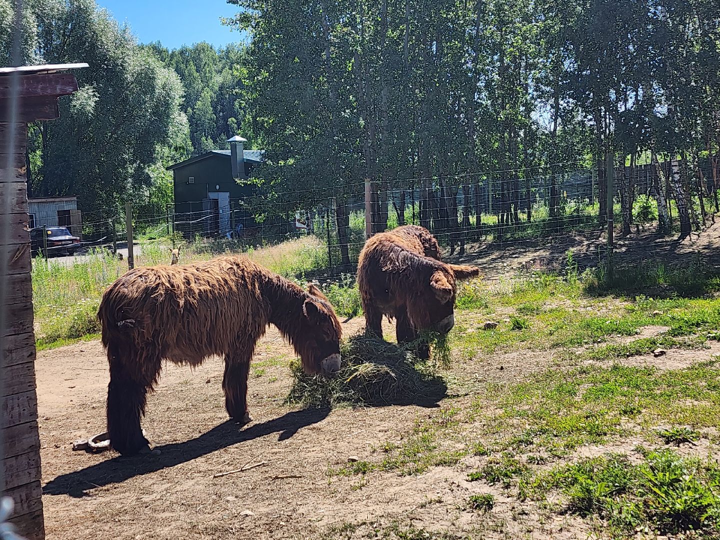 волоколамск, Редкие виды животных, Сычево, животные, зоопарк,