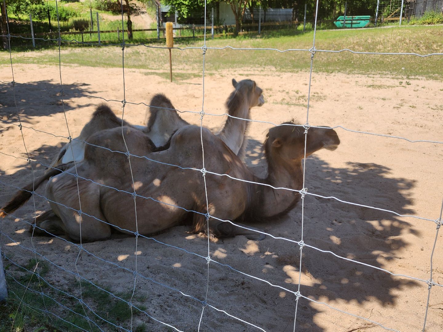 волоколамск, Редкие виды животных, Сычево, животные, зоопарк,