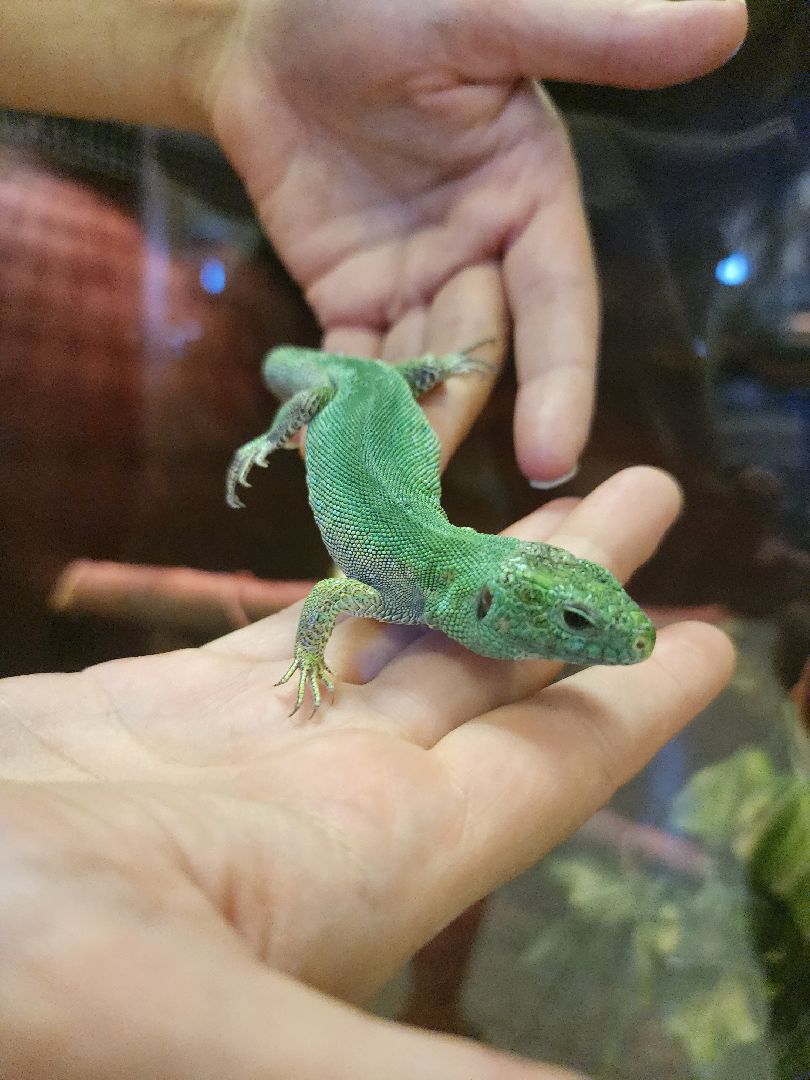 волоколамск, Редкие виды животных, Сычево, животные, зоопарк,