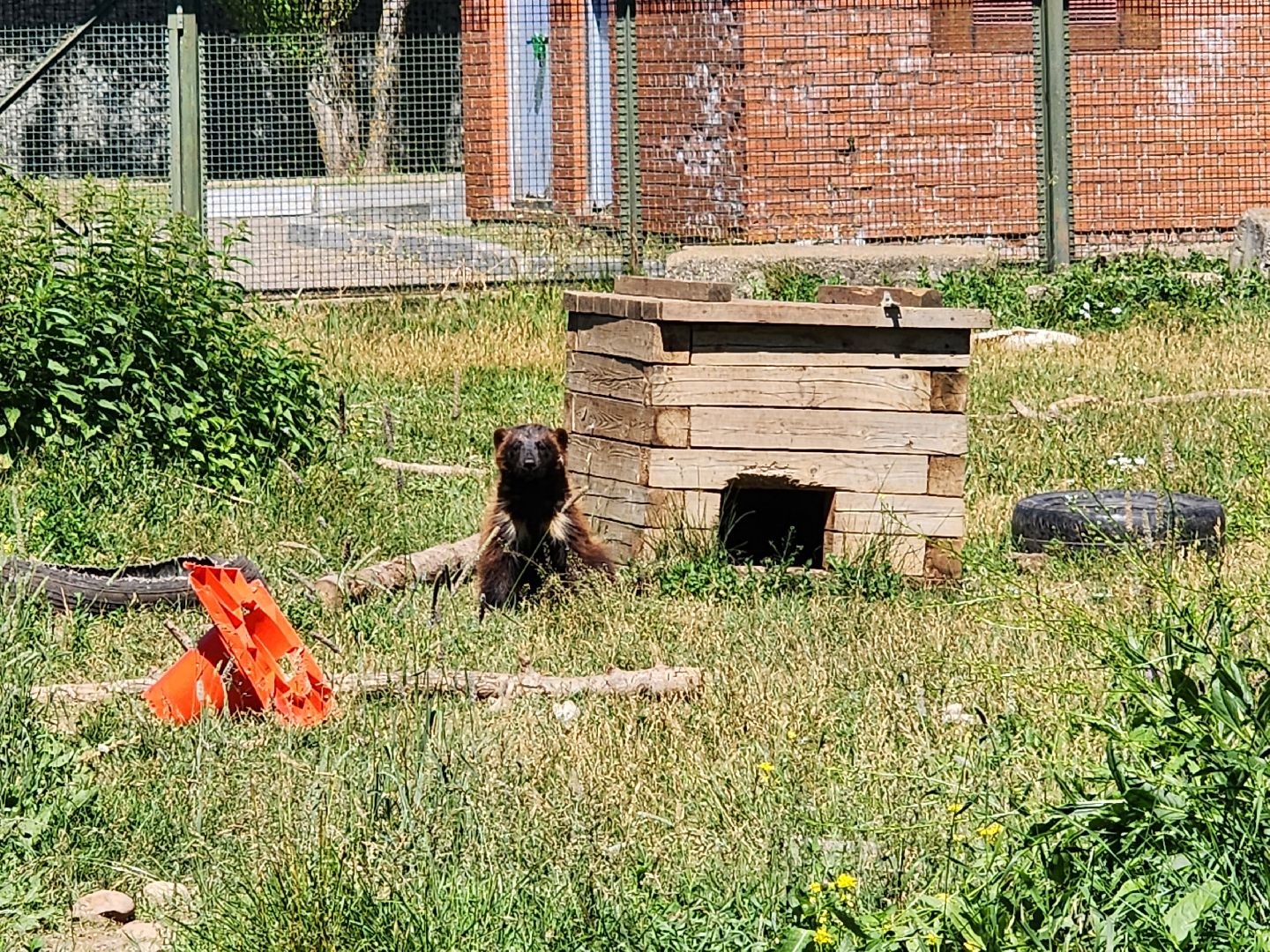 волоколамск, Редкие виды животных, Сычево, животные, зоопарк,