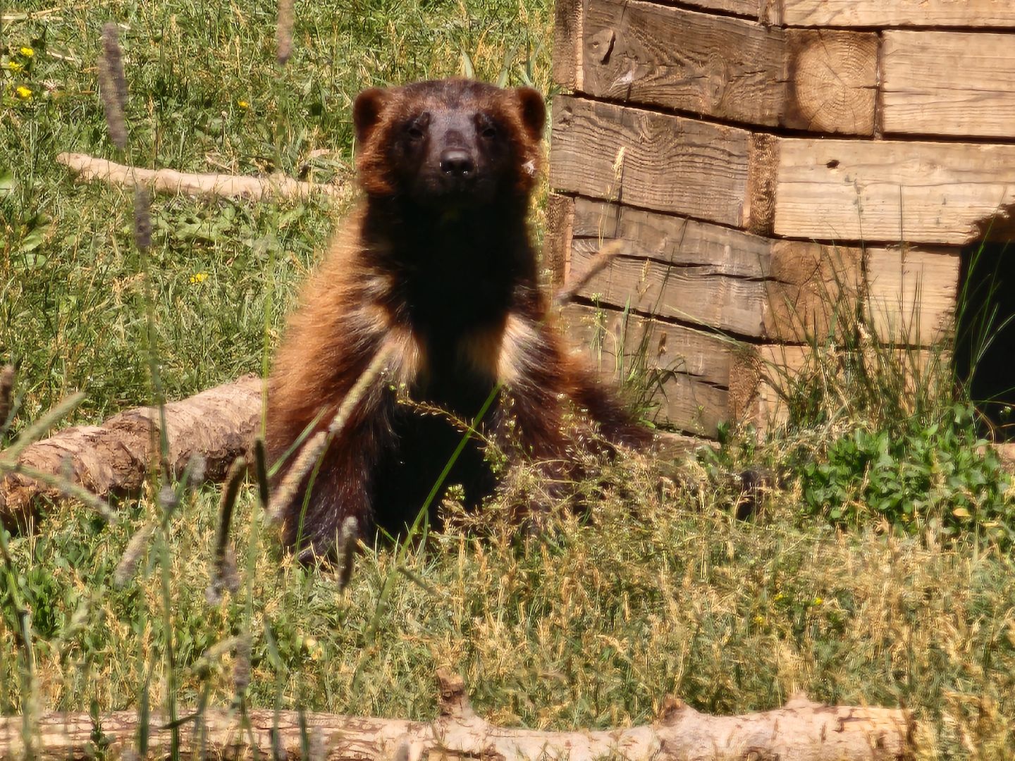волоколамск, Редкие виды животных, Сычево, животные, зоопарк,