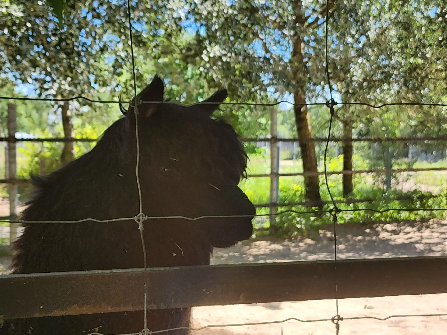 волоколамск, Редкие виды животных, Сычево, животные, зоопарк,