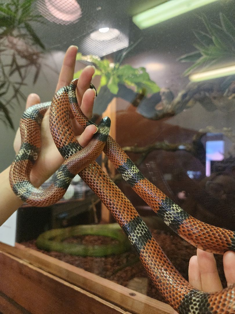 волоколамск, Редкие виды животных, Сычево, животные, зоопарк,