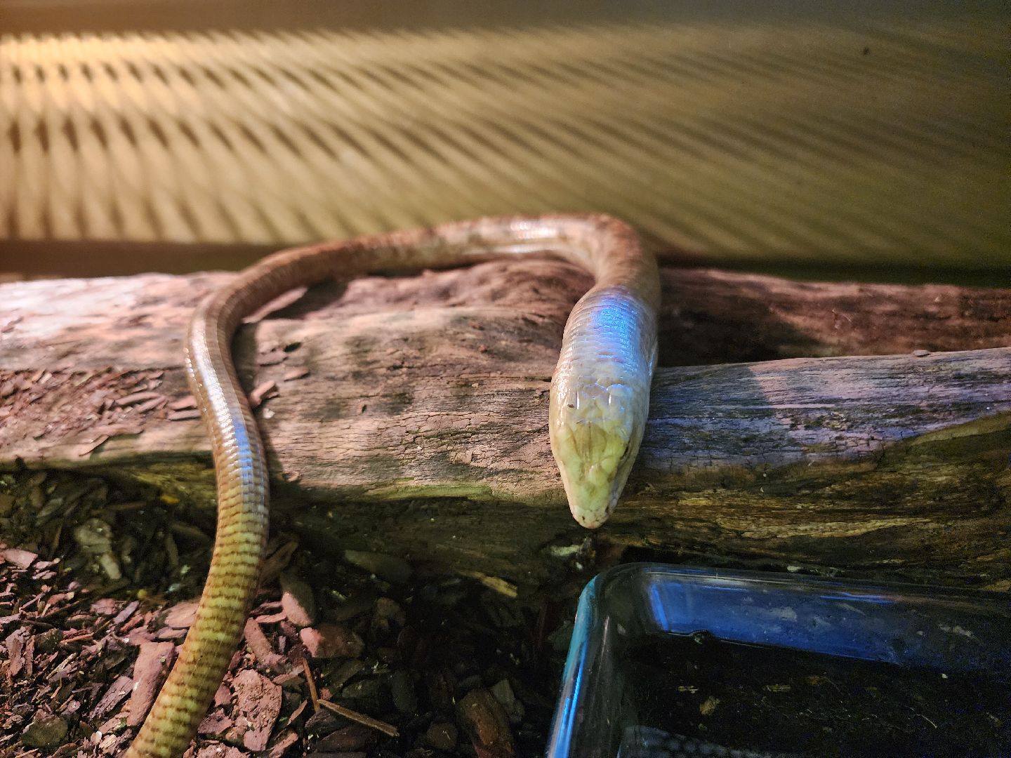 волоколамск, Редкие виды животных, Сычево, животные, зоопарк,