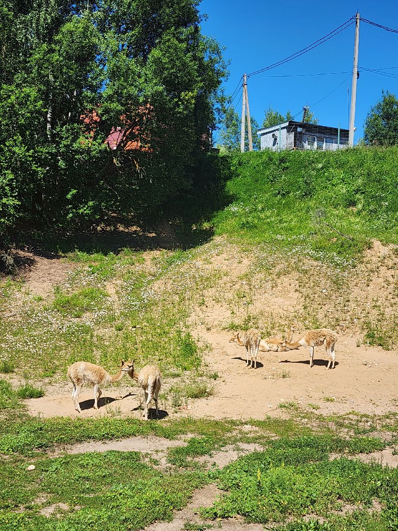 волоколамск, Редкие виды животных, Сычево, животные, зоопарк,
