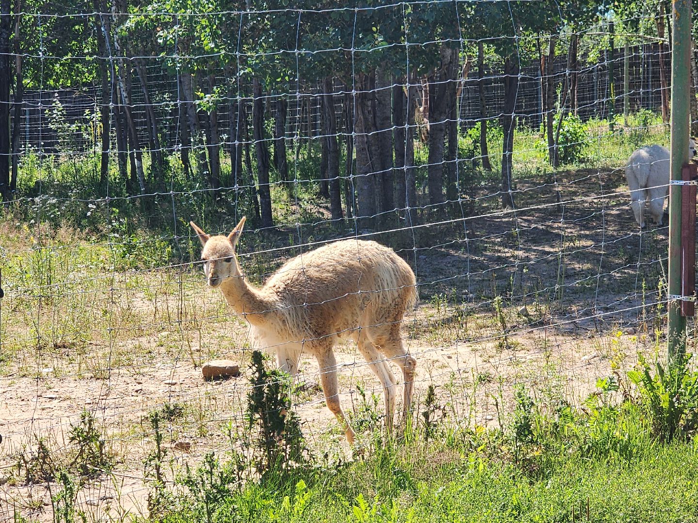 волоколамск, Редкие виды животных, Сычево, животные, зоопарк,