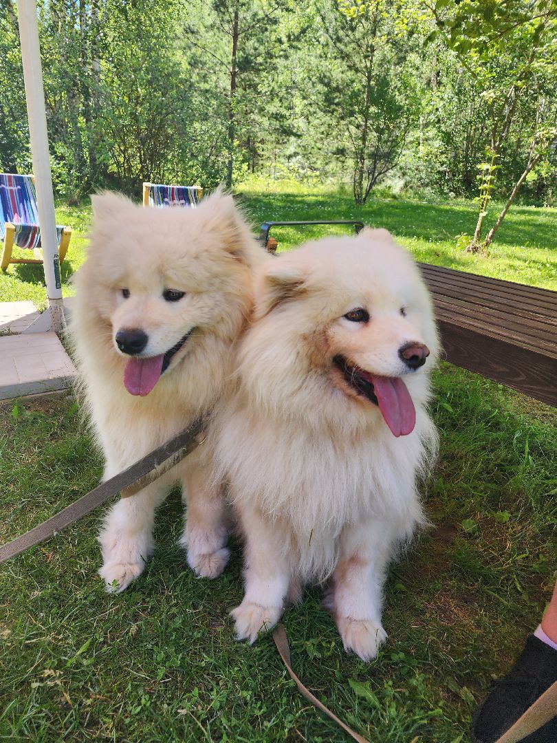 волоколамск, Редкие виды животных, Сычево, животные, зоопарк,