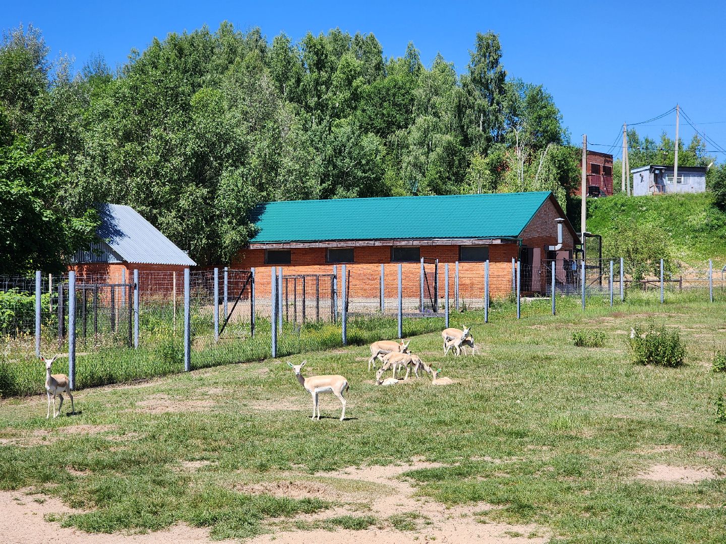 волоколамск, Редкие виды животных, Сычево, животные, зоопарк,