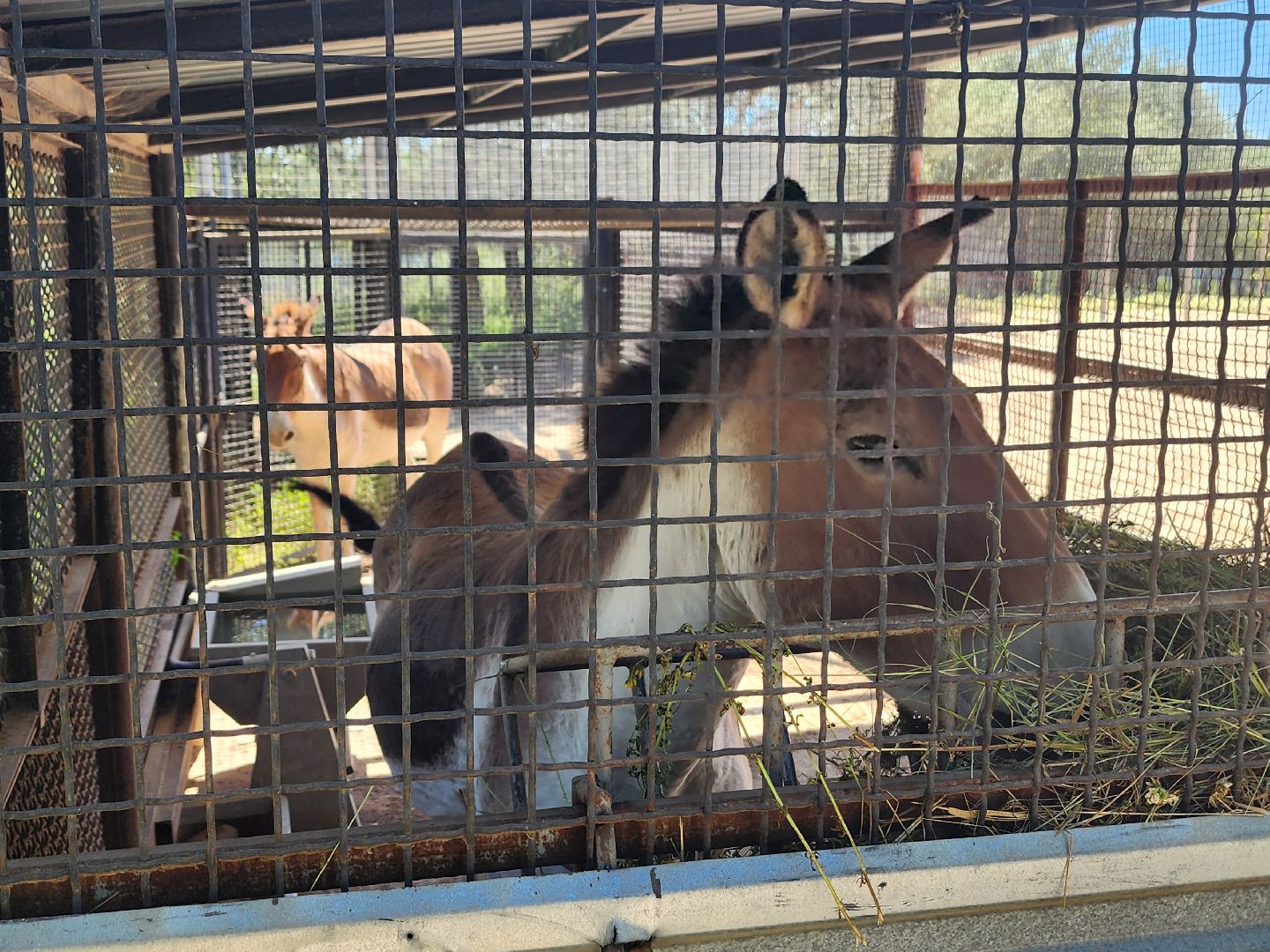 волоколамск, Редкие виды животных, Сычево, животные, зоопарк,