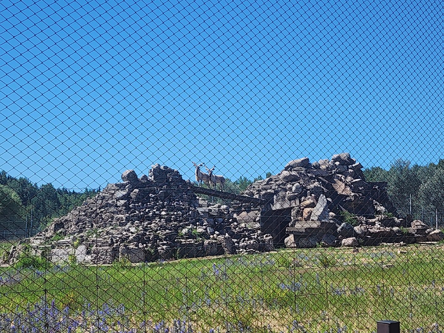 волоколамск, Редкие виды животных, Сычево, животные, зоопарк,